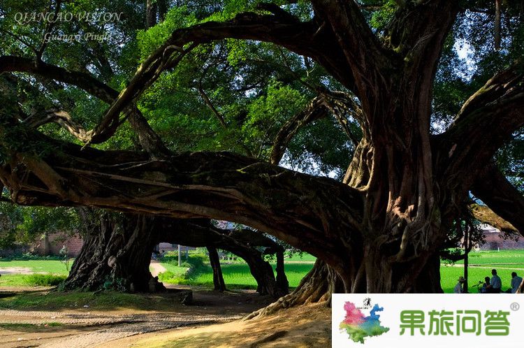<b>春季到昆明,版納,大理、麗江快巴旅游行程7天6晚游</b>