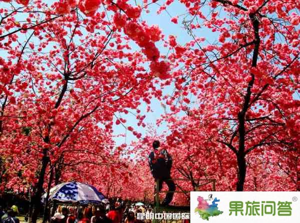 昆明市區(qū)旅游攻略：馬年2.14情人節(jié)昆明市區(qū)有什么好玩的？